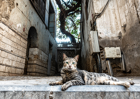 Cat in al-Balad - Old Jeddah
