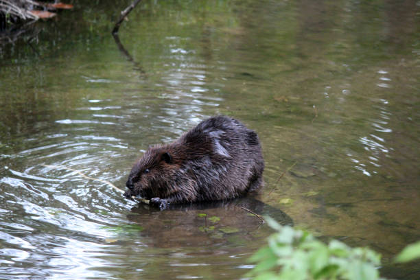 istock American Beaver in Creek 1697841162