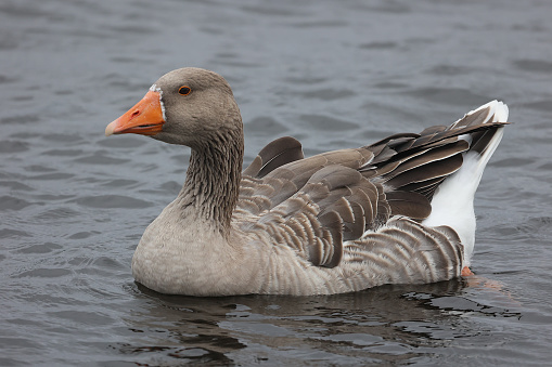 The Greylag goose, commonly called the Grey Goose is typically found in Northern Africa, Europe and Asia.  This individual was seen on the Ottawa river in mid-September.  Probably a waystop during its migration south.