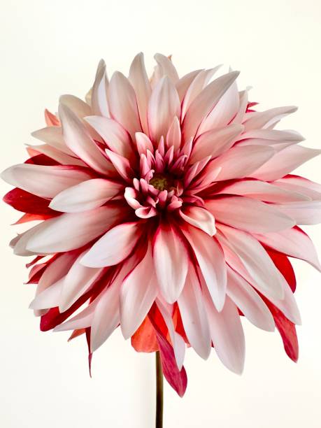 istock Red and white dahlia flower 1697853958