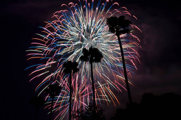 Palm trees on the fireworks background