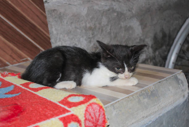 cute kitten sitting behind the house