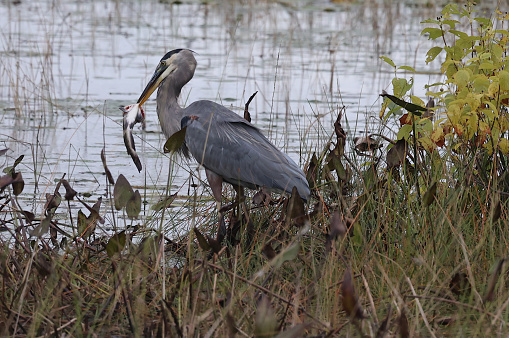 A Great Blue Heron seen catching a large catfish.  After flying over to solid ground, it pecked the fish, spearing it, until it stopped moving.  Then it got ready for dinner.  These large birds can swallow large prey when it is mealtime.\n\nThis photo was taken in Plaisance National Park, Quebec.