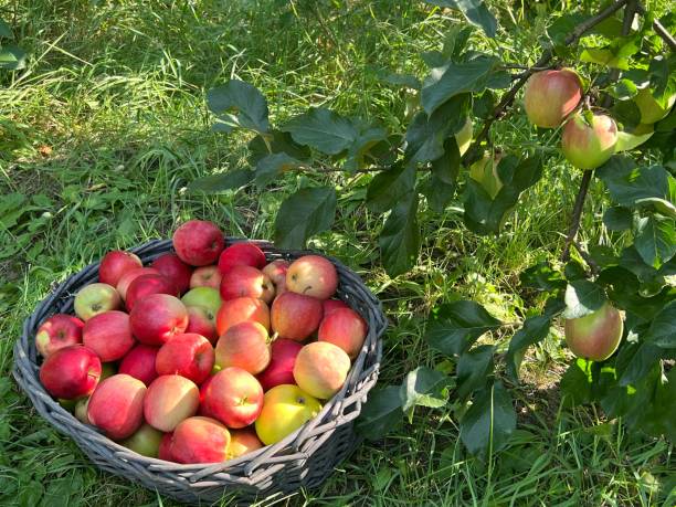 istock Harvest of apples in fruit orchard. 1697906498