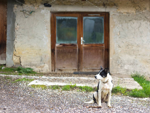 istock Le Vercors, France: Dog in Front of Weathered Door 1697911263