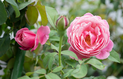 Pink carnation flower and green potted plants outside in spring.