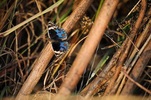 A male blue Argus forages a flower.