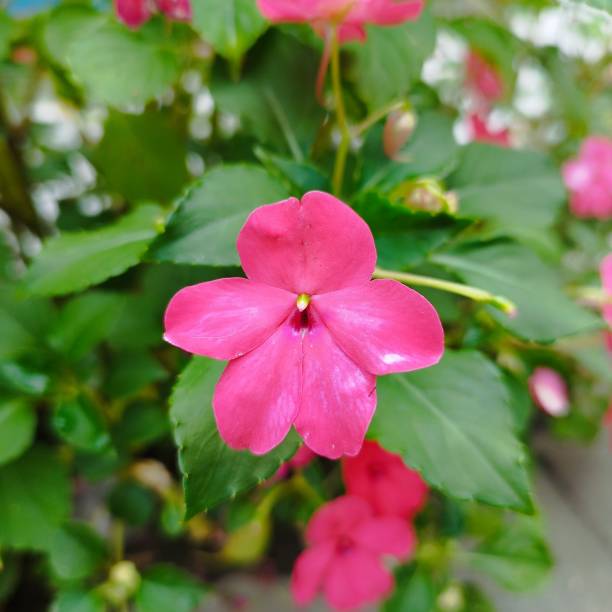 istock Pink flower with green leaves 1697982082