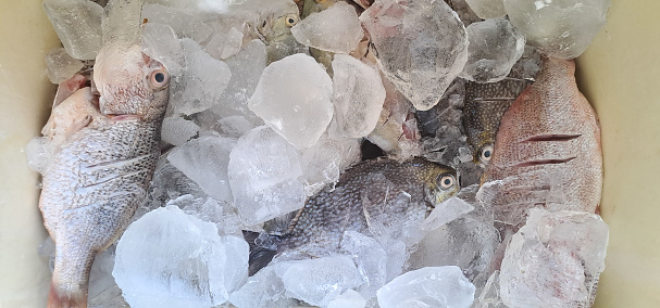 Fresh fish in box with ice at the fish market