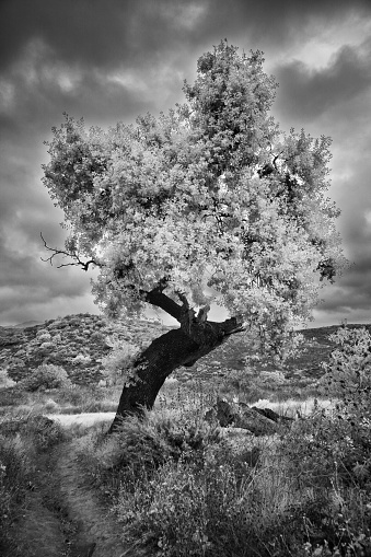 ancient oak tree stands alone in a a field with stormy cloudy skies infrared
