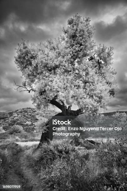 Ancient Oak Tree Stands Alone In A A Field With Stormy Cloudy Skies Infrared Stock Photo - Download Image Now
