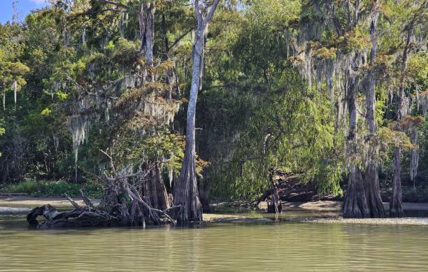 istock South Central Louisiana Swamp 1698014703