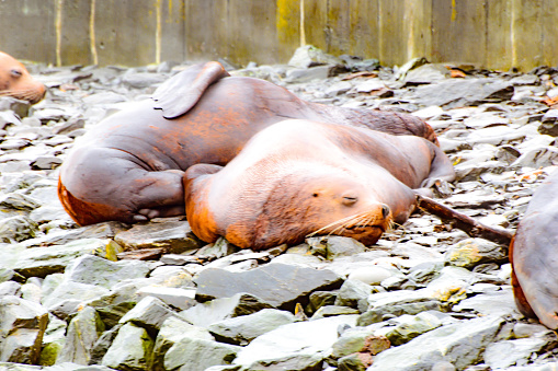 The beauty of the Prince William Sound wildlife was on full display as sea lions rested on the rocks.