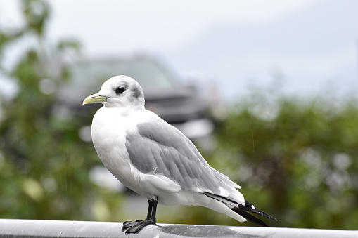 A seagull rests on a railing in Valdez, Alaska.