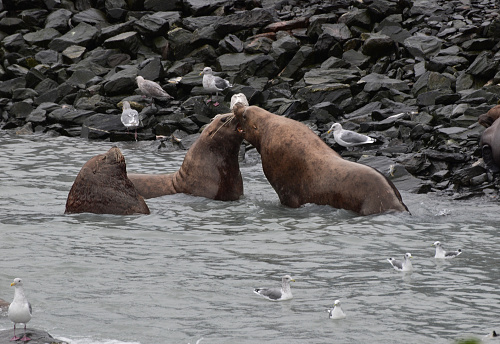 Two sea lions arguing with each other to show dominance.