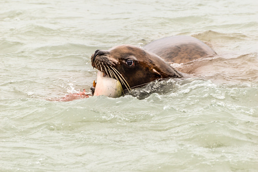 Sea lions gorge themselves on the spawning salmon.