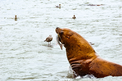 Sea lions gorge themselves on the spawning salmon.