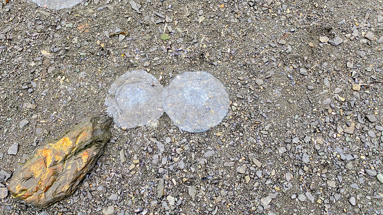 Jelly fish are stranded on a beach.