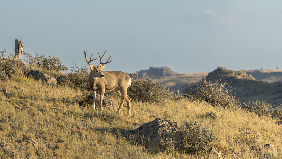 Three roe deers (Capreolus capreolus) hiding in a meadow.