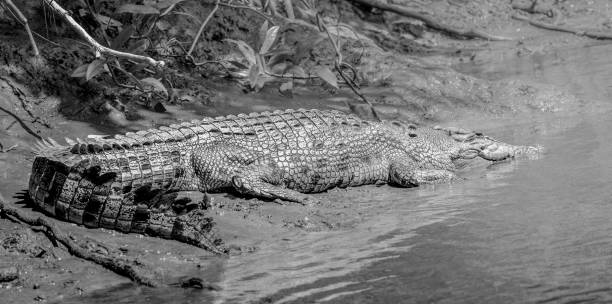 crocodilo em preto e branco - northern territory australia beach wilderness area - fotografias e filmes do acervo