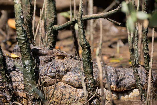 crocodilo - northern territory australia beach wilderness area - fotografias e filmes do acervo