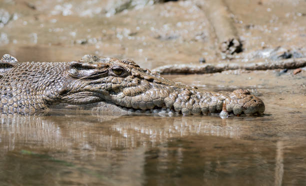 crocodile - crocodile alligator australia animal teeth imagens e fotografias de stock