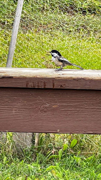 istock Chickadee bird has been eating sunflower seeds on a railing in a home in Alaska 1698075471