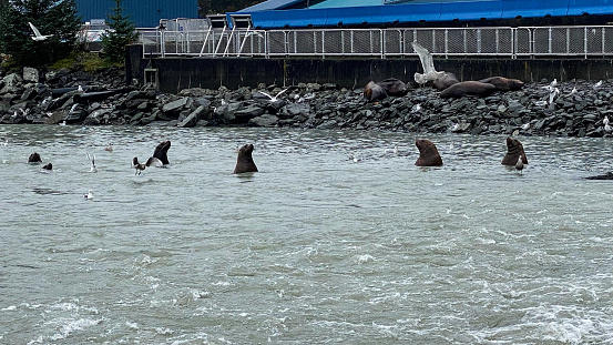 Sea lions feasts on salmon that are running upstream to spawn in Valdez Alaska