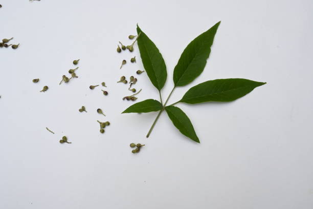 istock Vitex negundo fruits. 1698118231