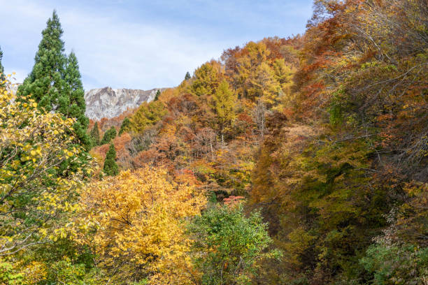 istock Autumn view of Mt.Daisen 1698120439