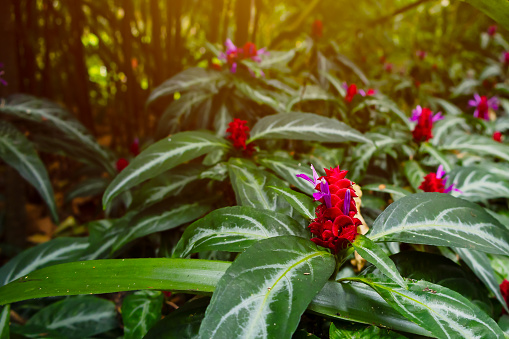 Red buds and petals flower with lush green foliage, golden sunlight in blurred background in local botanical garden.