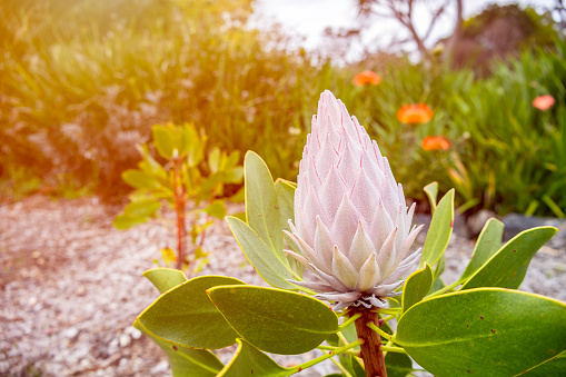 Buds of King Protea blossom (Protea cynaroides), Australian botanical garden with golden sunlight in background.