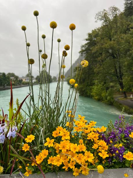 decoraciones florales en la hermosa ciudad de interlaken, suiza - interlaken switzerland aare river house fotografías e imágenes de stock