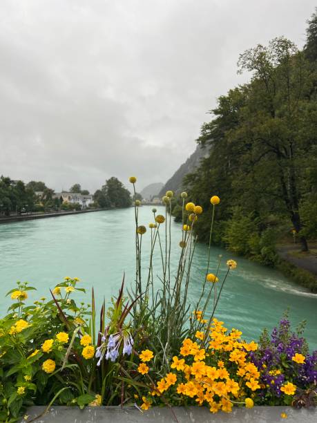 스위스 인터라켄의 아름다운 도시에서 꽃 장식 - interlaken switzerland aare river house 뉴스 사진 이미지