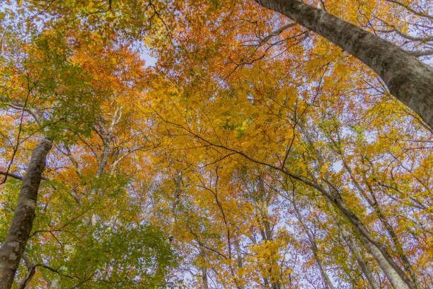 istock Autumn view of Mt.Daisen 1698124321