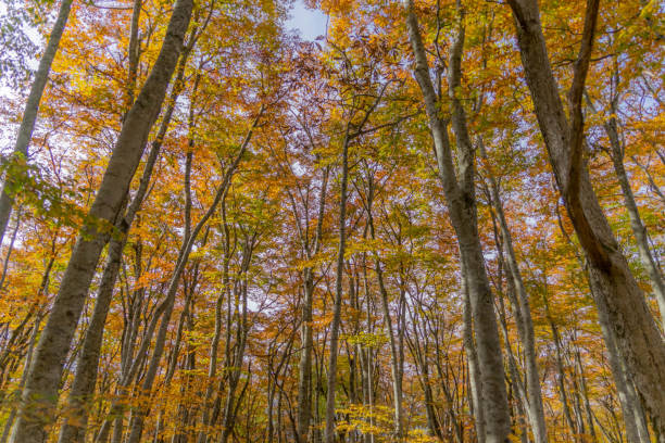 istock Autumn view of Mt.Daisen 1698124379