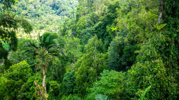 istock beautiful and amazing green trees 1698128469