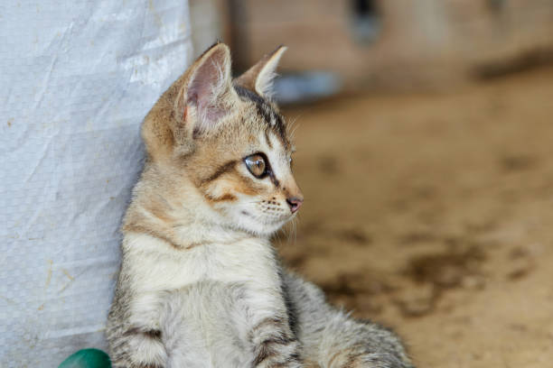 Portrait of cute kitten on field