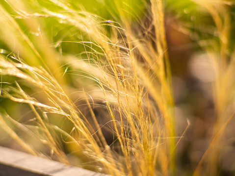 Close-up shot of the dried Mexican feather grass, Stipa tenuissima, Pony Tails