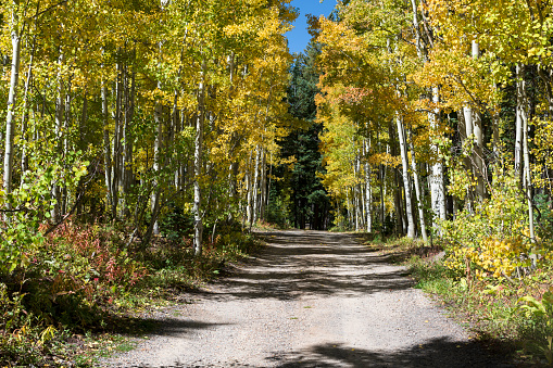 Golden autumn foliage on aspens lining a gravel road on western Colorado's Grand Mesa in late September