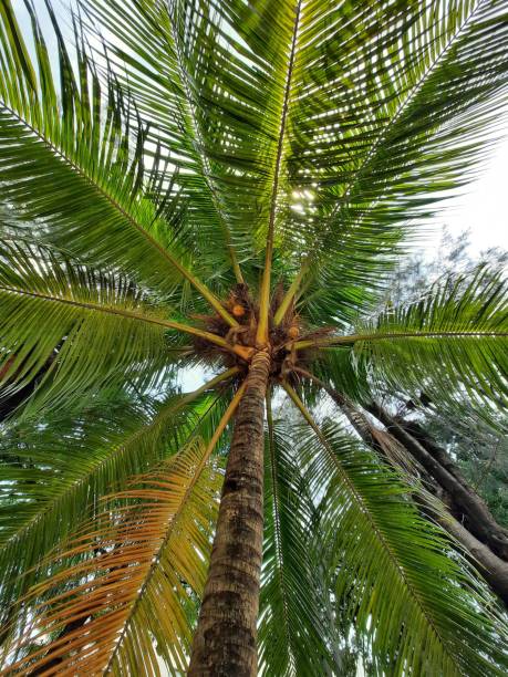 istock Coconut palm tree with blue sky as a background 1698150067