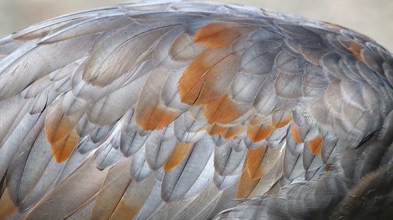 Sandhill Crane Feathers Close-Up