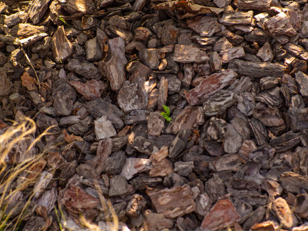 istock Texture of a pine bark mulch used for horticulture for preventing weed growth 1698177373