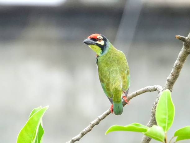 istock Coppersmith Barbet perching on a tree branch 1698183838