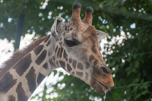 Head of a long-necked giraffe. Wild giraffe animal. Giraffe head photo. Wildlife