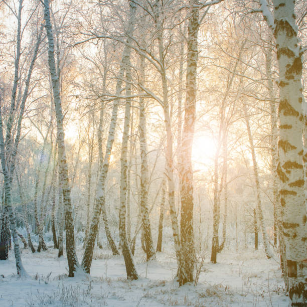 istock frost on the branches of a birch forest in winter at sunset 1698205604