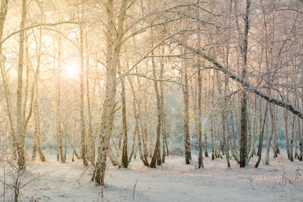 istock frost on the branches of a birch forest in winter at sunset 1698205605