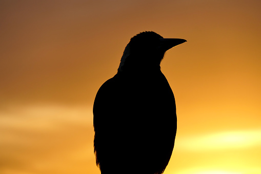 An Australian raven perched on a fence on Shep's Mound, the public viewing area for Sydney Kingsford-Smith Airport.  This image was taken in the direction of the wetting sun at sunset on a sunny, cold and windy afternoon on 23 September 2023.