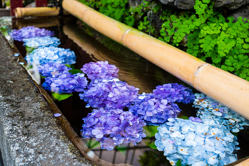 A hydrangea I saw in the shrine grounds.