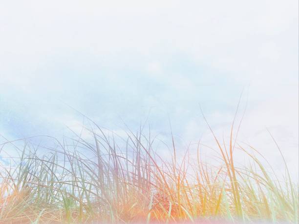 Horizontal closeup landscape photo of coastal dune grasses blowing in the wind at sunset. Byron Bay, NSW.